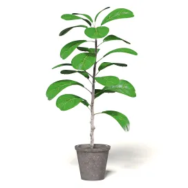 Figplant
